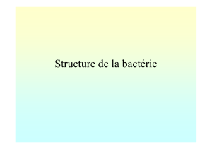 structure bacterienne