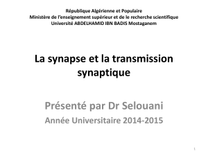 physio27-06synapse transmission synaptique
