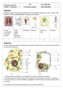 TD1-2e sciences- Cellules eucaryotes