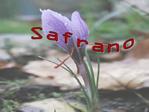 expo safran