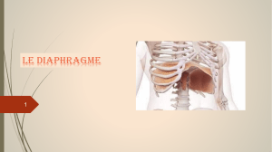 diaphragme