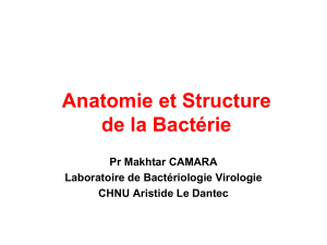 Anatomie-et-structure-bactérienne-2019-1