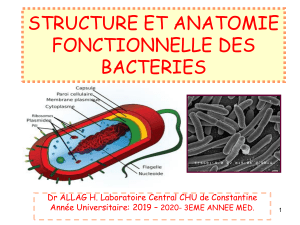 anatomie fonctionelle bacterienne