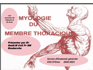 myologie membre thoracique (épaule et bras)