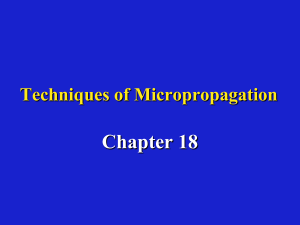 micropropagation Cours + protoplast + ES + MICROGREFFAGE