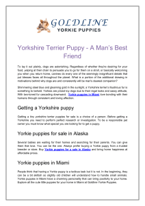 Yorkshire Terrier Puppy - A Man’s Best Friend