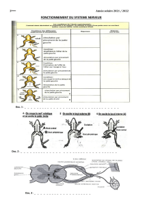 planche fonctionnnement du système nerveux