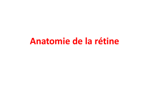 Anatomie de la rétine