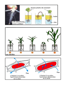 mecanismes-d-absorption-de-l-eau-et-des-sels-mineraux-chez-les-plantes-exercices