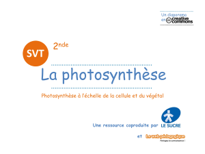 diaporama-la-photosynthese-2