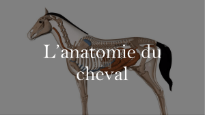 L’anatomie du cheval
