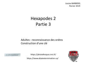 Les Hexapodes 2 (ordres adultes)