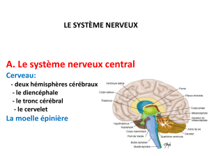 le système nerveux