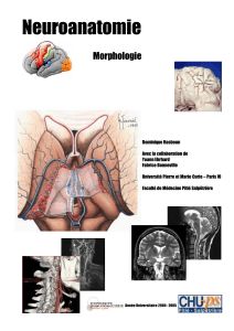 Neuroanatomie - Morphologie