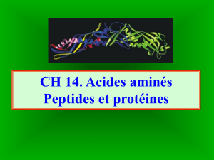 ch14 acides amines peptides et proteines (1)