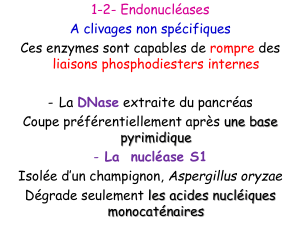 OUTILS DE GENIE GENETIQUE - 5