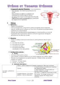 2  Utérus et Trompes utérines