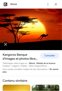 kangoroo – Recherche Google