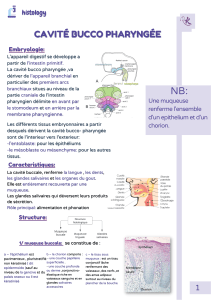 Histologie : Cavité Bucco-Pharyngée, Œsophage, Tube Digestif