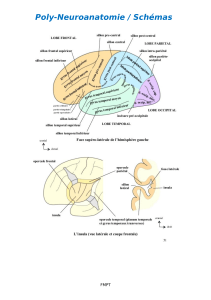 Resume Neuroanatomie - Schémas (1)