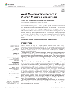Weak Molecular Interactions in Clathrin-Mediated E