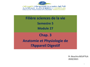 Cours Anatomie et Physiologie de l'appareil digestif