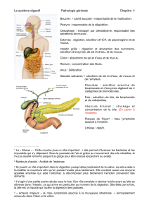 Chapitre 4 (B) - Le système digestif