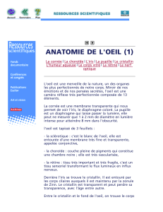 anatomie oeil