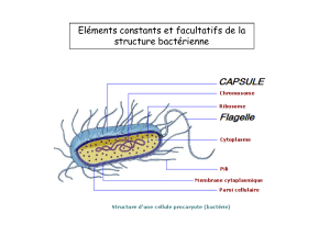 elements constants et facultatifs de la strecture bactérienne