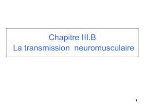 CH III B la transmission synaptique neuromusculaire 2020