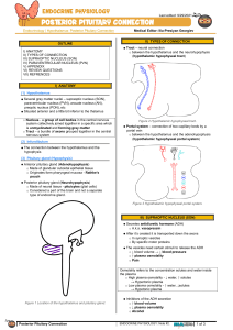 Hypothalamus Posterior Pituitary Connection atf