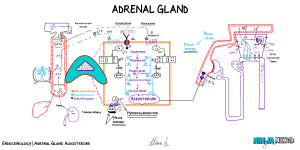 Adrenal Gland Aldosterone Illustration atf