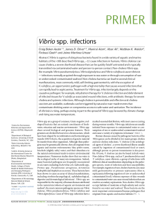 Vibrio spp