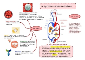 le systeme cardio vasculaire