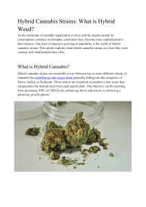 Hybrid Cannabis Strains: What is Hybrid Weed?