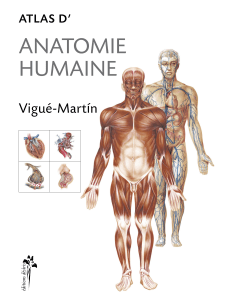 Atlas d'anatomie humaine Vigu&eacute;-Mart&iacute;n