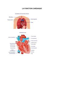 LA FONCTION CARDIAQUE