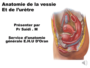 Anatomie de la vessie et l'urètre