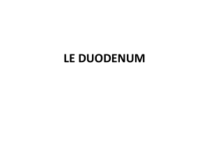 DUODENUM (1)