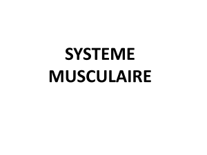 4.SYSTEME MUSCULAIRE 