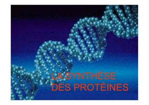 synthèse des protéines