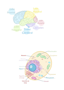 anatomie