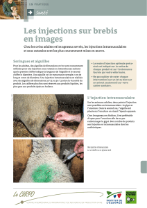 Les injection sur brebis