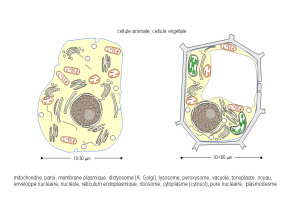 cellule