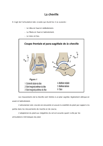 19-La-cheville-