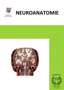 Neuroanat-2.0