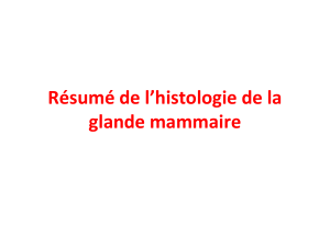 histo embryo glande mammaire p2