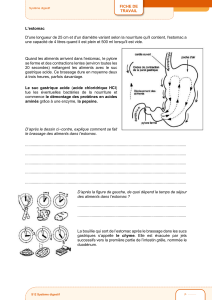 Fiche de travail : Le système digestif - L'estomac