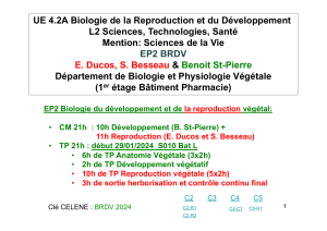 4A) REVISIONS cours Anat Veg L2 2024 partie A (2)