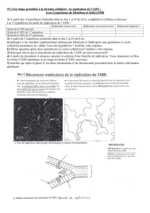 réplication ADN 